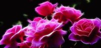rosas