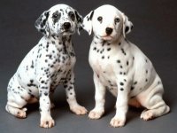 perros12