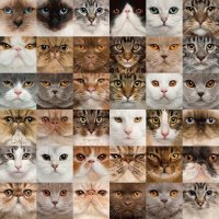 faces