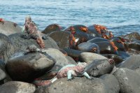 En las Islas Galápagos. Ecuador