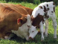 MAMA Y BEBE 7