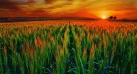 field