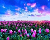 tulips
