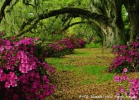 Forest and purple flowers