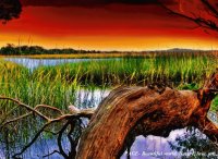 marsh and log