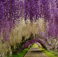 tunnel of beauty