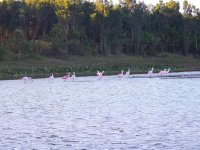 Espátulas rosadas en Goya. Corrientes. Argentina