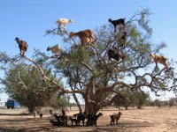 Goats in argan tree
