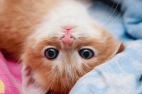 gatti