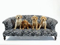 animales