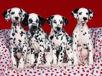 animales