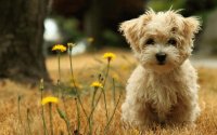 animales