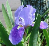 Iris