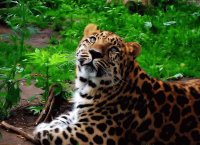felinos