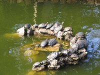 turtles
