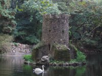 swan
