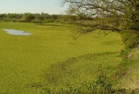 Camalotal en la Provincia de Entre Ríos. Argentina