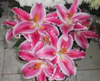 Flores