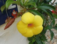 Flor III