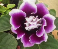 Flor IV