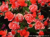 thursday peach roses for jigsaw