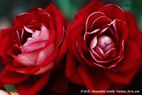 double red roses