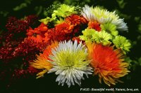 floral arrangement