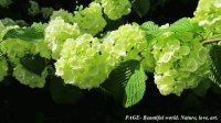 green hyacinth