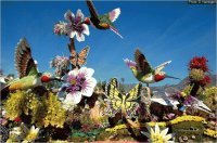 Butterflies, Birds & Flowers