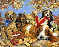 Dogs