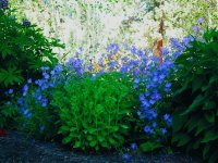 Cranesbill and Sedum