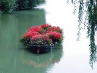 barco florido