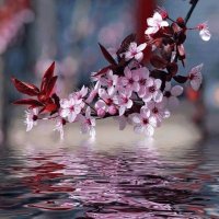Cerezo en flor