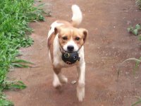 Homero jugando