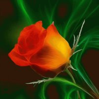 Wonderful Roses