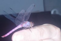 libelula