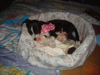 MASCOTAS MARAVILLAS