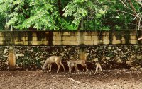 FAUNA DE MERIDA