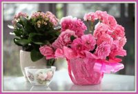 In rose