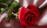 Rose in red