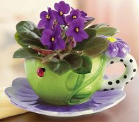 Flowers in a cup