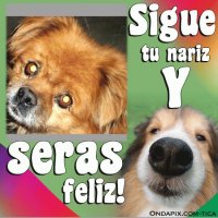mascota