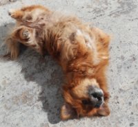 pompon