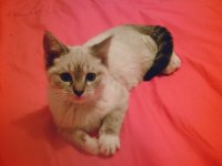 Cat in the Bed