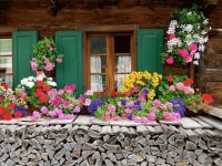 ventana con flores
