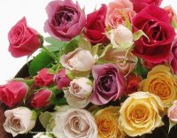 color color roses