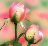 Delicated rose