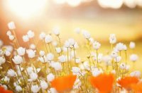 yellow spring