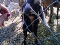 animalitos