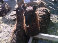 animalitos